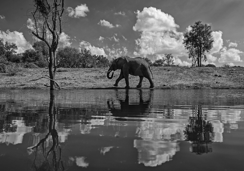 Elephant Walking,  South Africa 